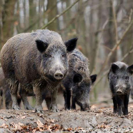 Gavà inclosa en la zona de prevenció a causa de la pesta porcina